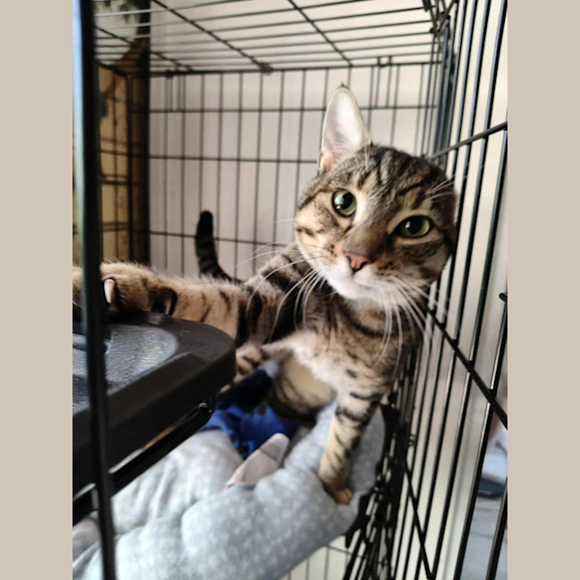 Photo of Niblet