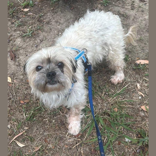 Photo of Gingy Newhaven