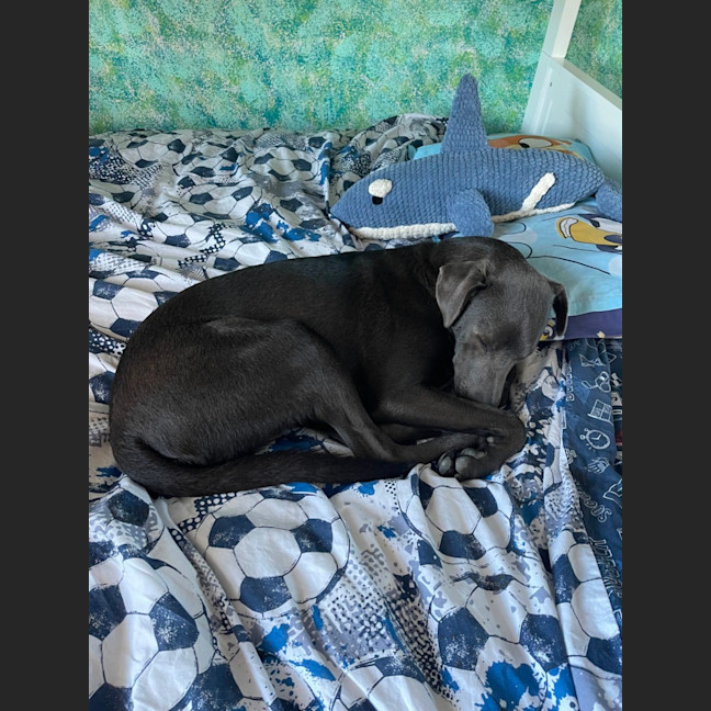 Photo of Max   1 Year Old Kelpie X