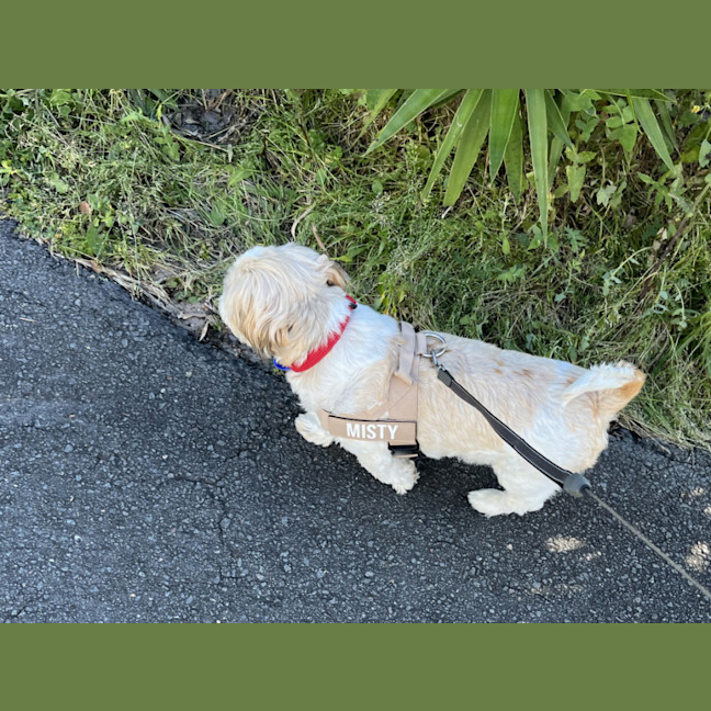 Photo of Misty 🌺 5yo, Shih Tzu (On Trial 2/11/25)