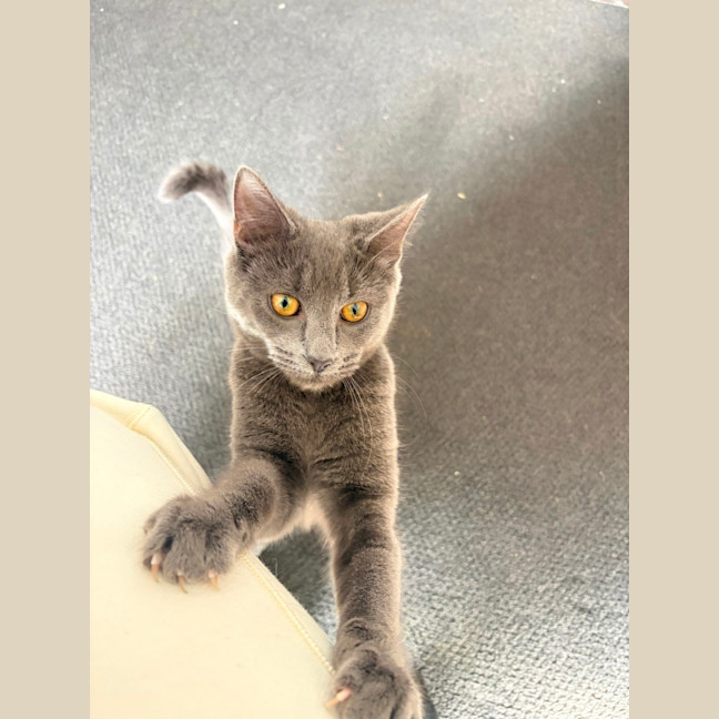 Photo of Rocket