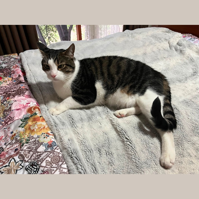Photo of Humphrey ** 2nd Chance Cat Rescue **