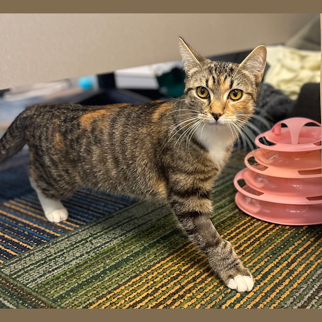 Photo of Sadie