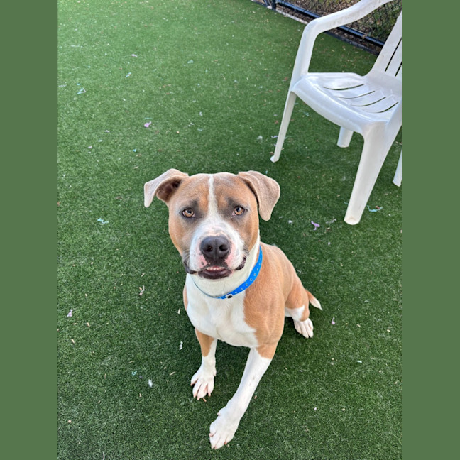 Photo of Ace Imp 1966