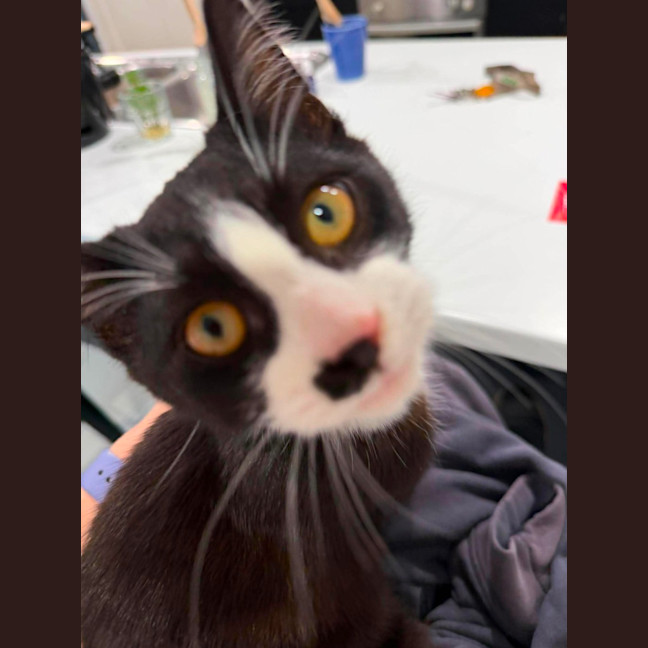Photo of Socks