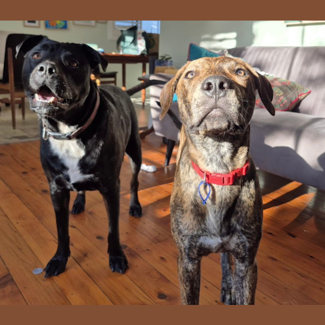 Photo of Buzz   9 Month Old Mixed Breed