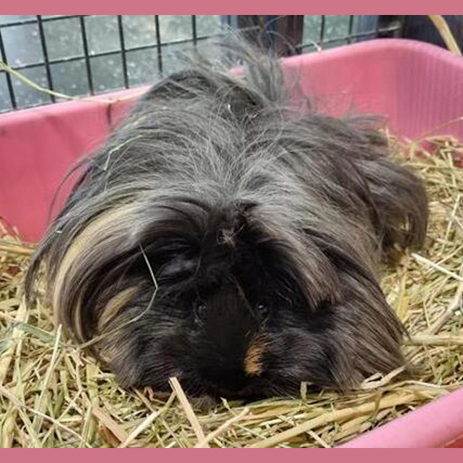 Photo of Wilbur