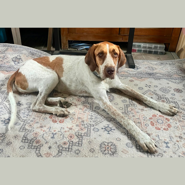 Photo of Bentley   1 Year Old German Pointer X