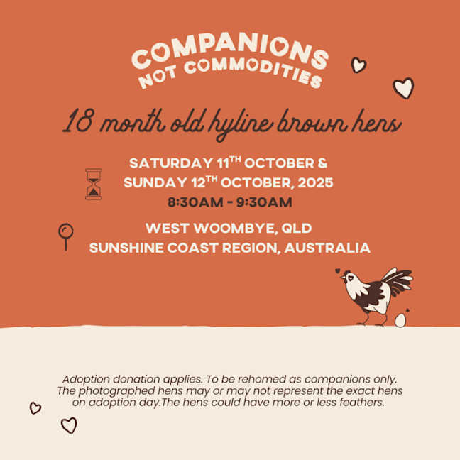 Photo of Rescue Hens