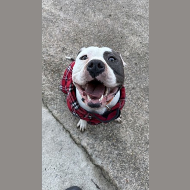 Photo of Samosa (Sammy)