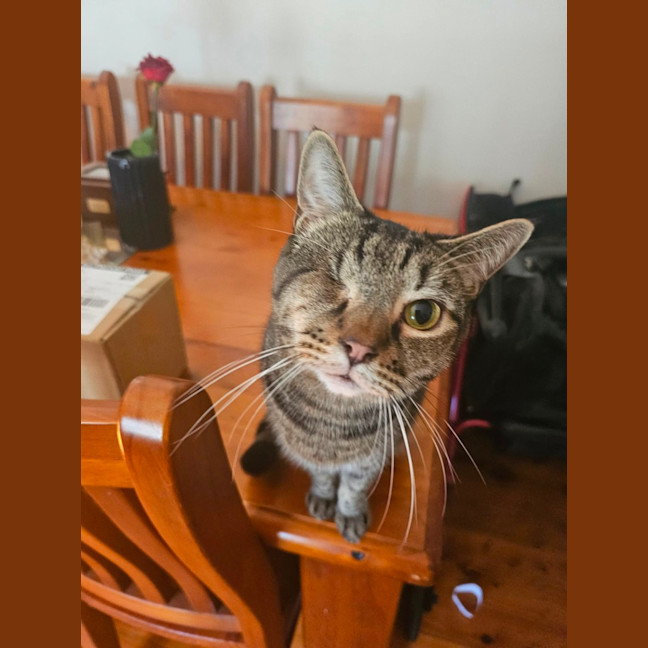 Photo of St Nick Aka Tigger 