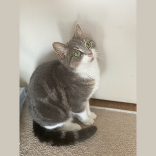 Photo of Rumi *9 Lives Project Rescue*