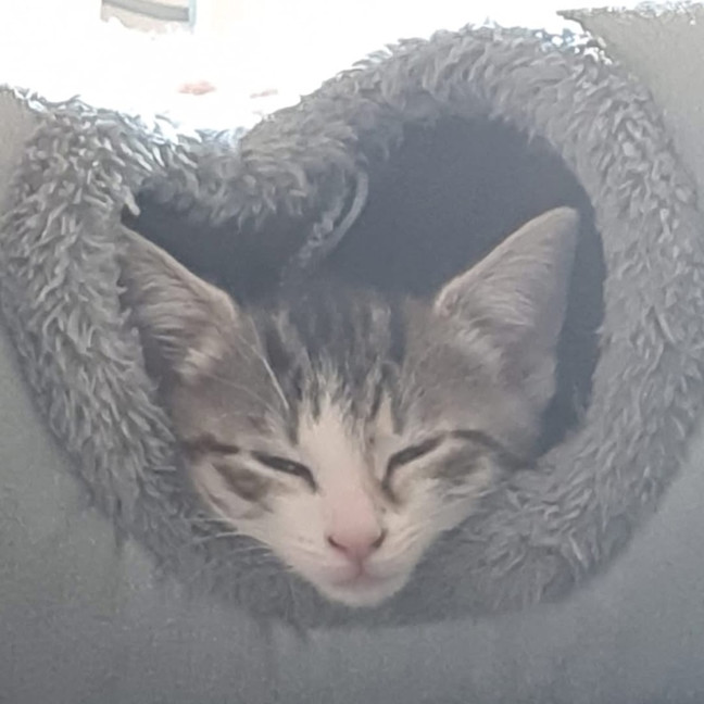 Photo of Sookie Lala