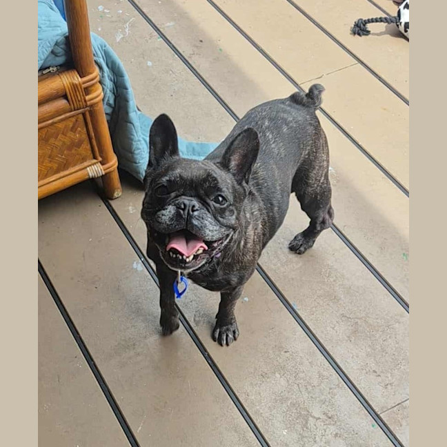 Photo of Cookie   6 Year Old French Bulldog