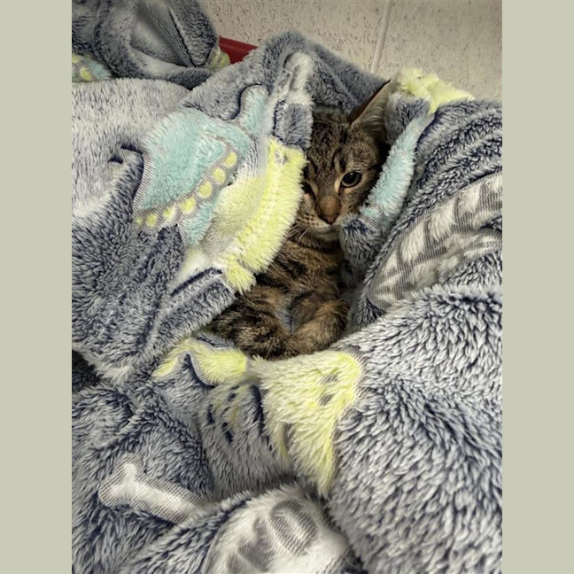 Photo of Remy