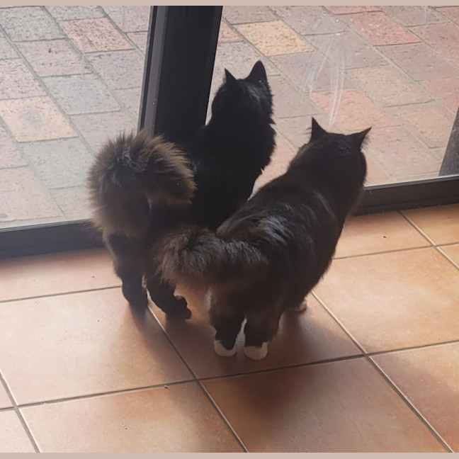 Photo of 💕 Phoebe & Joey 💕