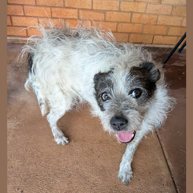 Photo of Scamp