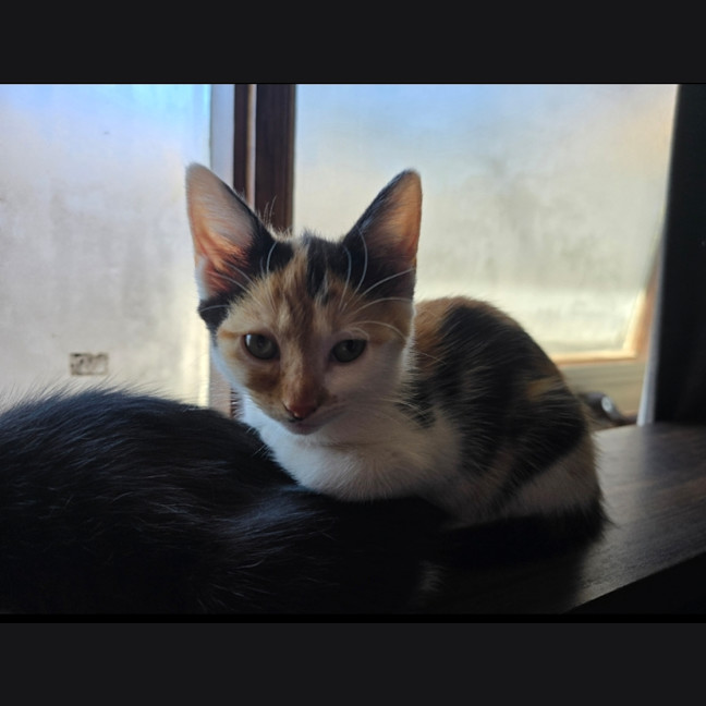 Photo of Abbi