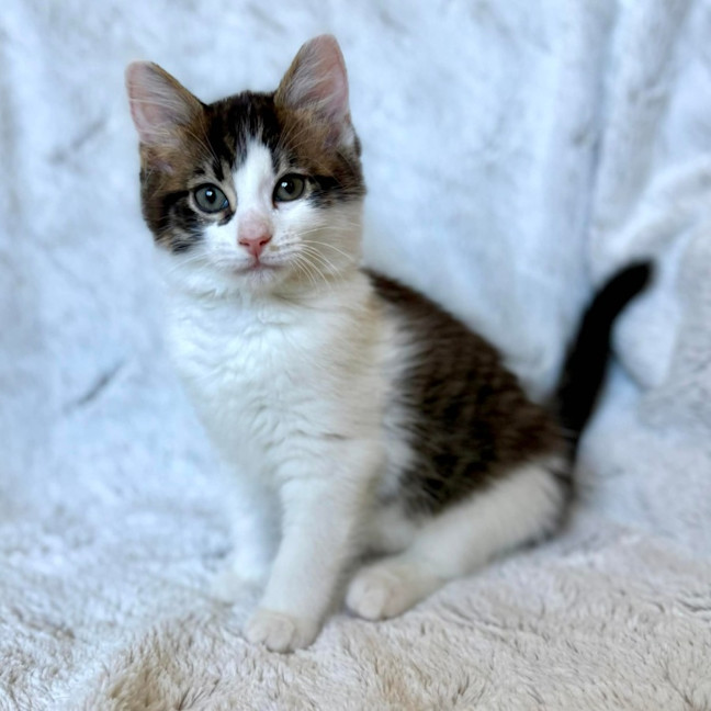 Photo of Victor   On Display At Vets On Parker