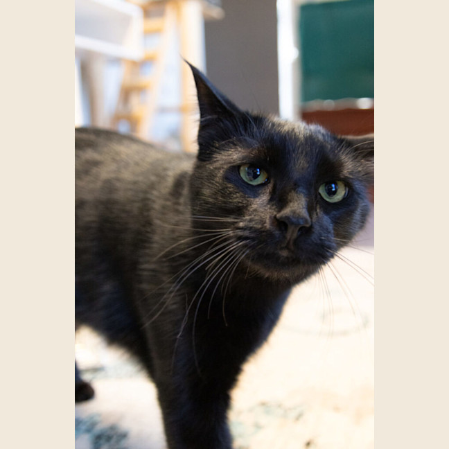 Photo of Miles Davis