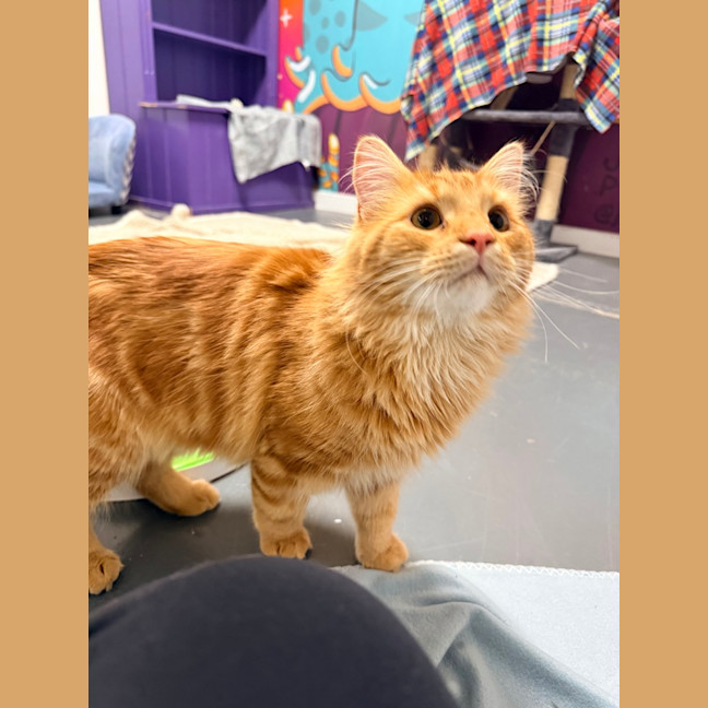 Photo of Alfonzo