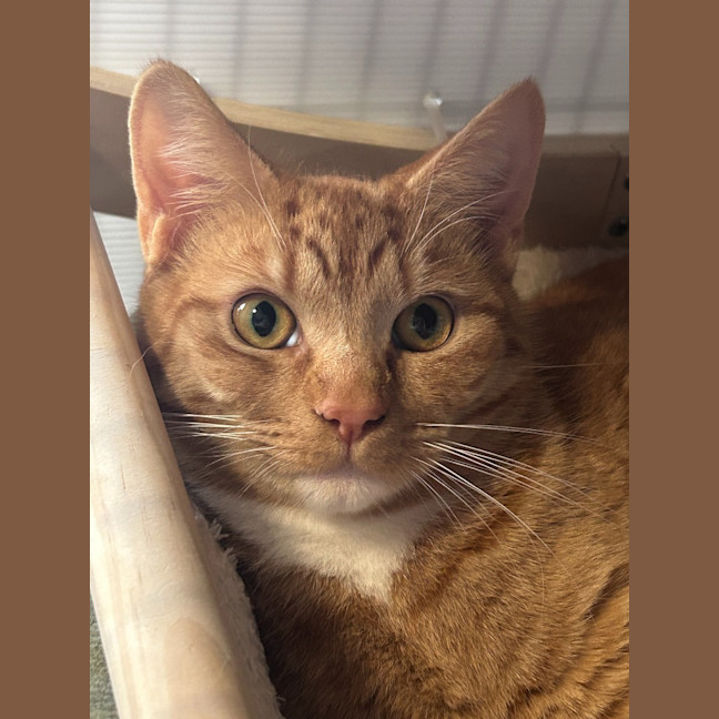 Photo of Ember