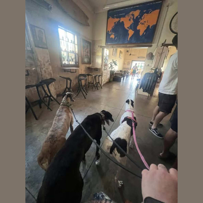 Photo of Sakura, The Greyound