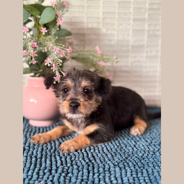 Photo of Marvin