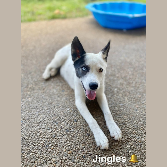 Photo of Jingles