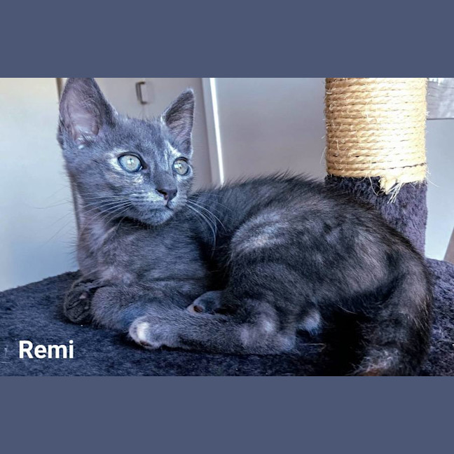 Photo of Remi