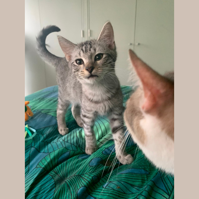 Photo of Mochi