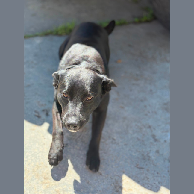 Photo of Bear   14 Month Old Labrador X