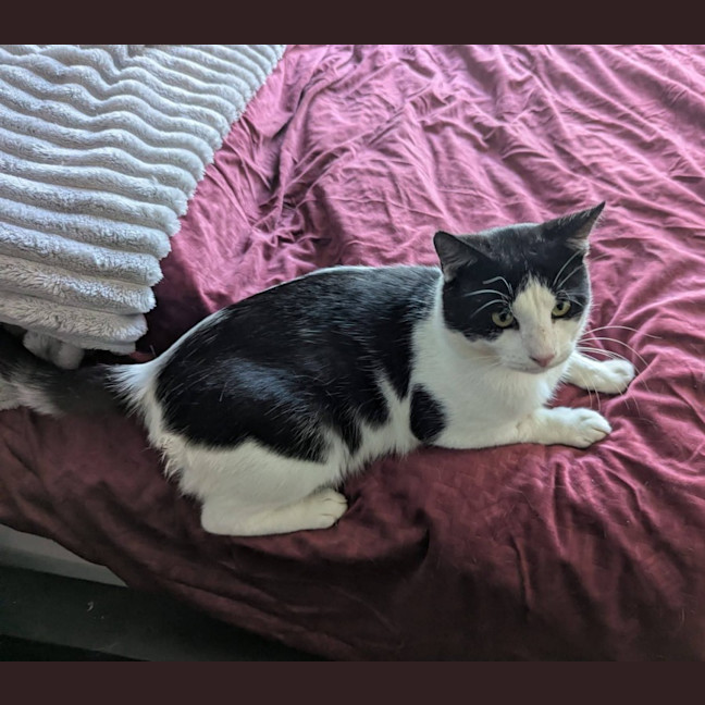 Photo of Chatty