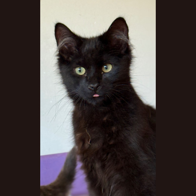 Photo of Liquorice Six