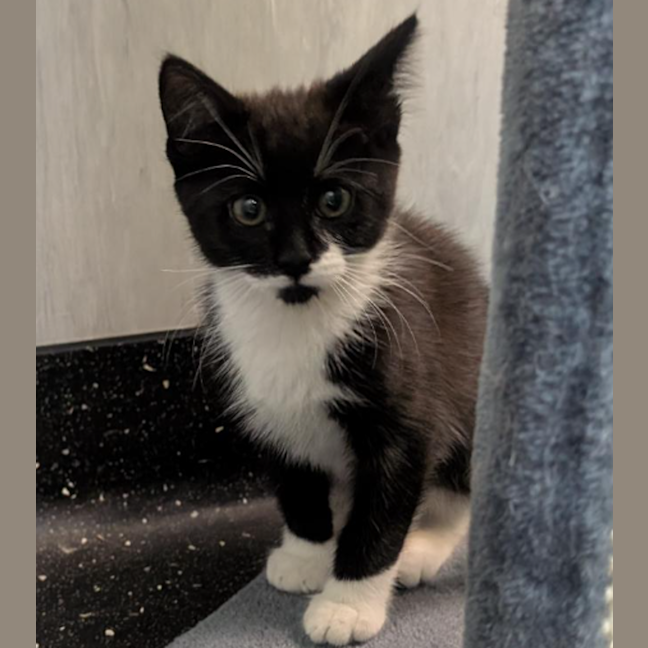 Photo of Florence Price