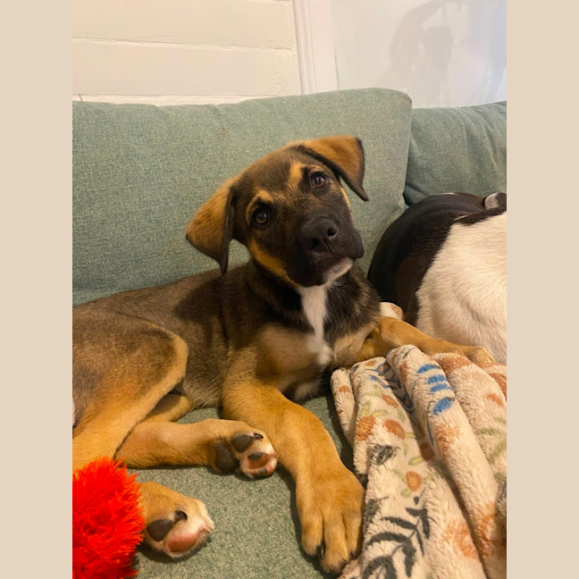 Photo of Merv  3 Month Old German Shepherd X