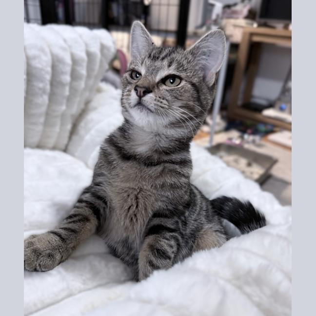 Photo of Chipp