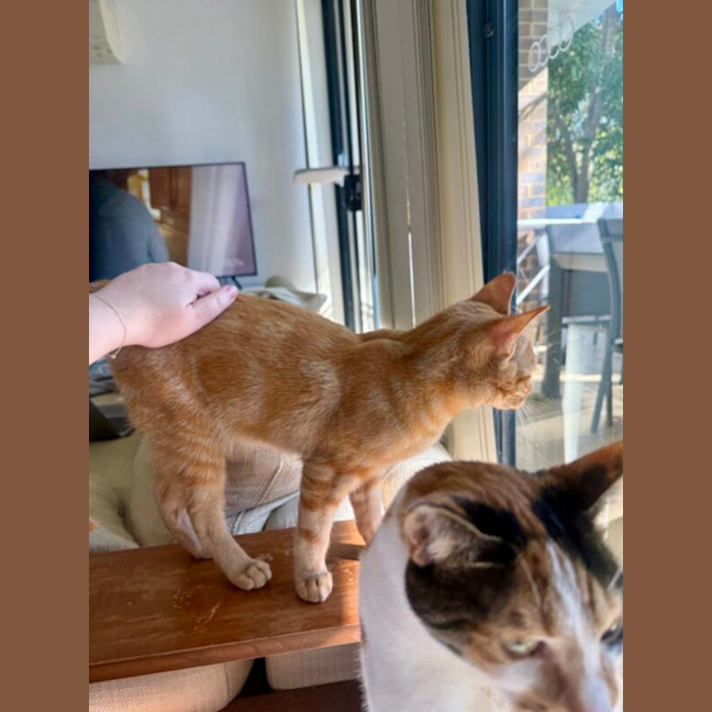 Photo of Pippin