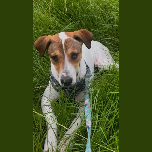 Photo of Gypsy
