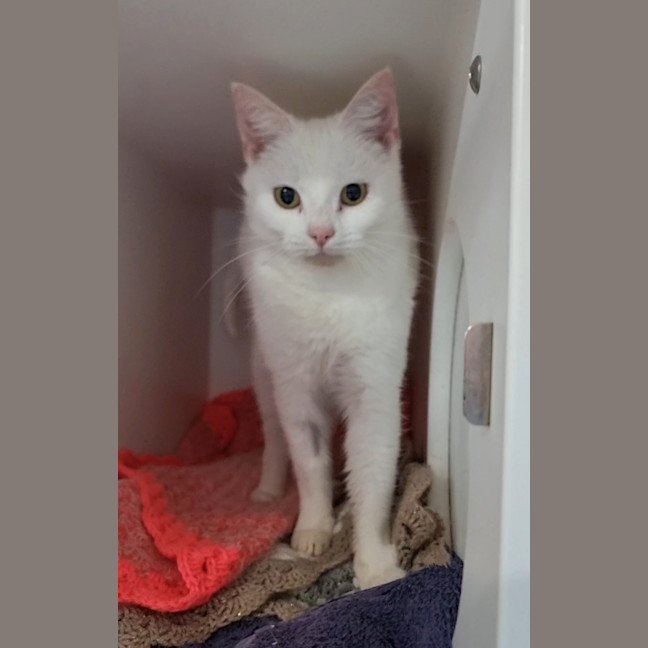 Photo of Piper