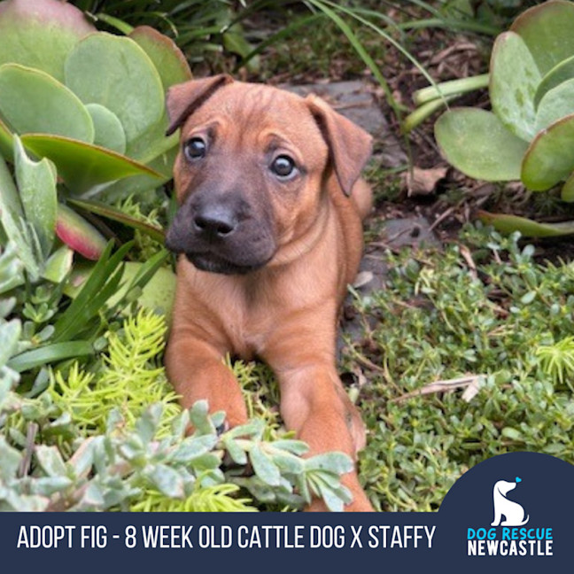Photo of Fig   8 Week Old Cattle Dog X Staffy