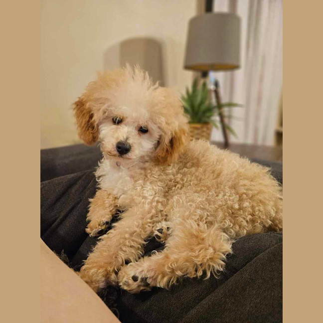 Photo of Sophia (Fifi)