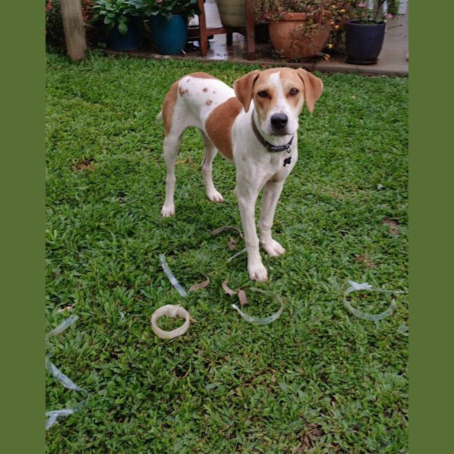 Photo of Merlin