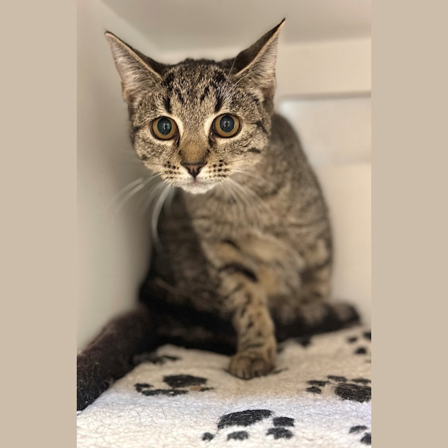 Photo of Coconut