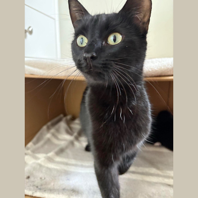 Photo of Cleo