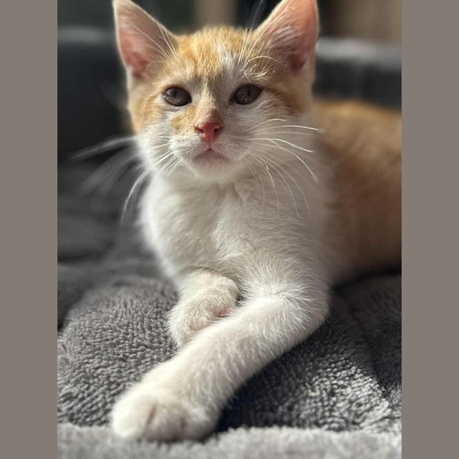 Photo of Gatsby   In Foster Care In Cranbourne