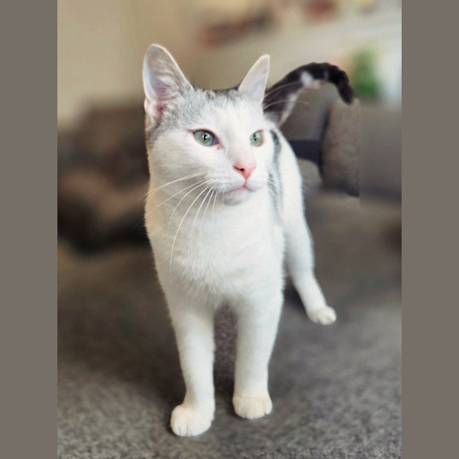 Photo of Neon   In Foster Care In Preston