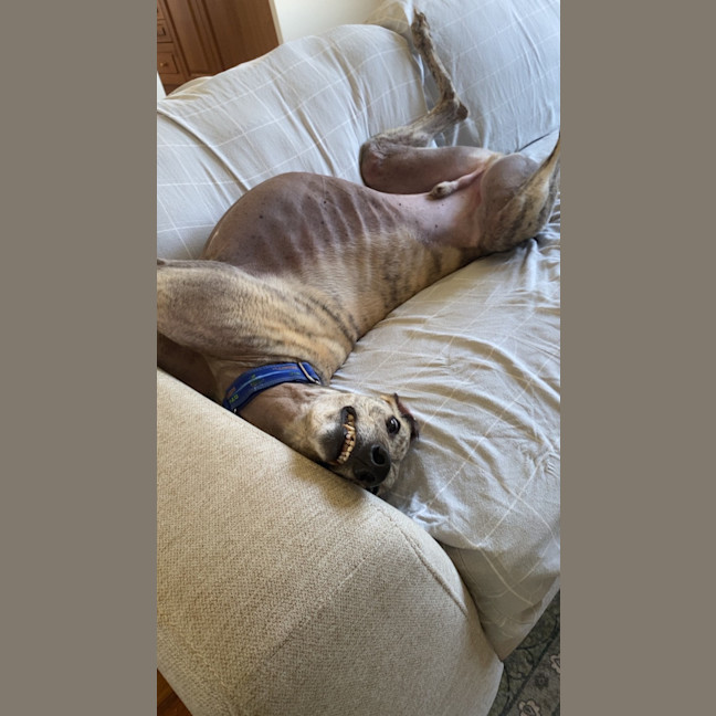 Photo of Bandit