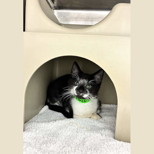 Photo of Spud