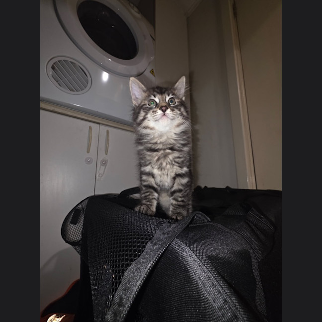 Photo of Talon